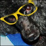 dog with glasses